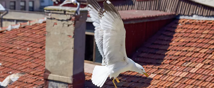 Residential Chimney Animal Removal Solution in Durango, CO