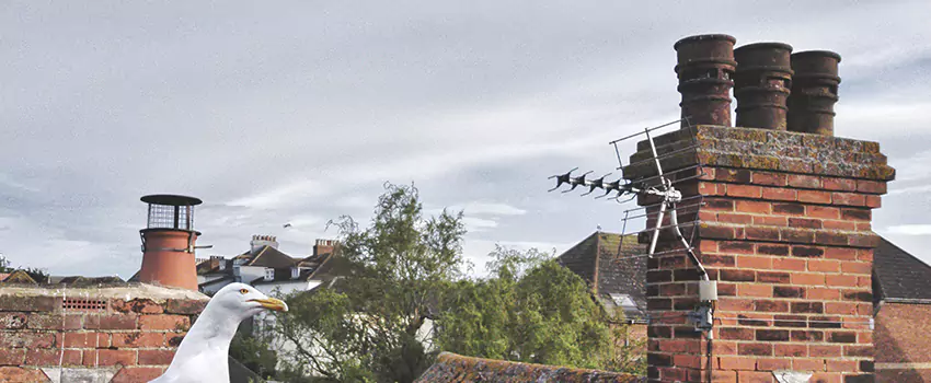 Chimney Cleaning And Restoration in Durango, Colorado